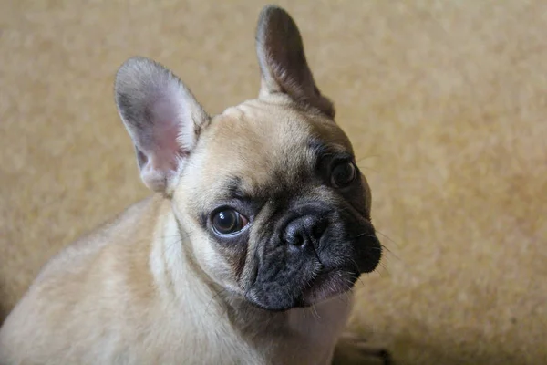 Cachorrinho de bulldog francês — Fotografia de Stock