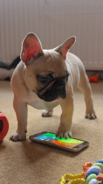 Französische Bulldogge mit Handy — Stockfoto