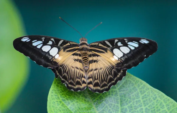 Yaprağın üzerinde oturan güve kelebeği.