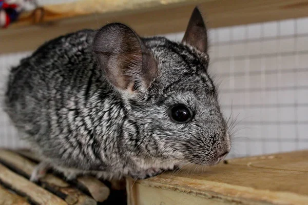 Chinchilla dans une cage — Photo