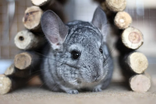 Lindo roedor de mascota chinchilla con juguete túnel de madera — Foto de Stock