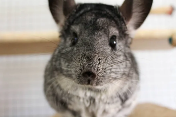 Très mignon chinchilla animal cage de rongeur à la maison — Photo