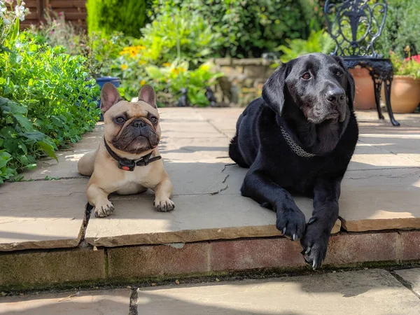 Fransk bulldogg och labrador hundar lägger ihop trädgård på sommaren — Stockfoto