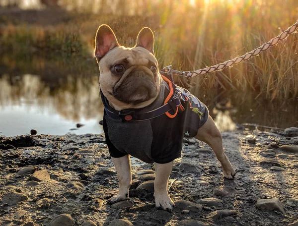Mignon chien bouledogue français en pull manteau pendant le coucher du soleil — Photo
