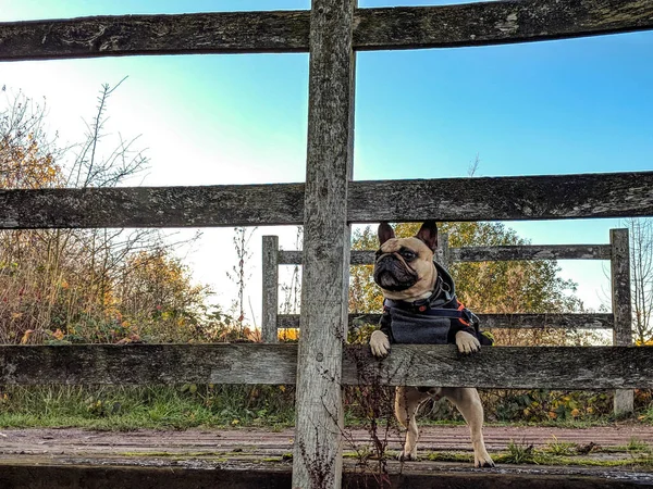 Franse bulldog hond stond op brug uitkijkend met jas tijdens de winter — Stockfoto