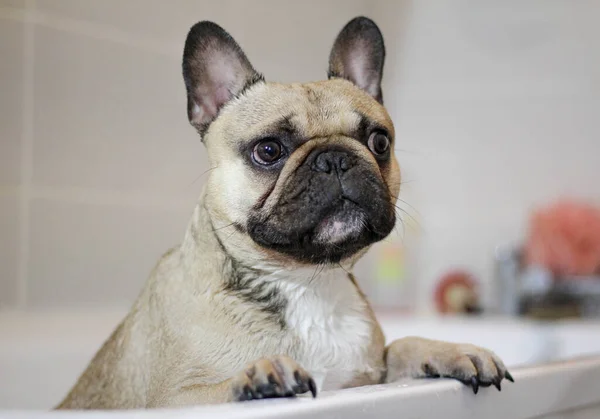 cute wet french bulldog dog in bath tub getting groomed