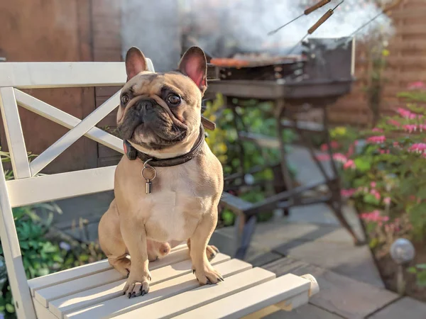Franse bulldog zat op stoel met bbq barbecue achter — Stockfoto