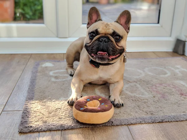 Franse bulldog hond met speelgoed donut donut met tong uit — Stockfoto