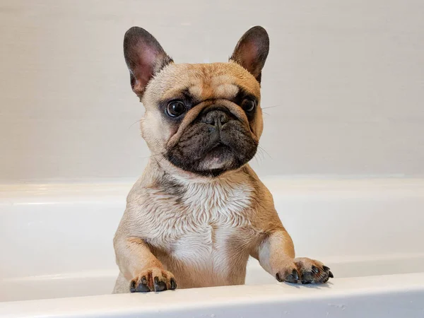 Bonito molhado francês buldogue cão levantou-se no banho esperando para sair — Fotografia de Stock