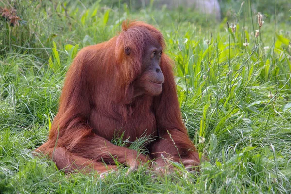 Orangután — Foto de Stock