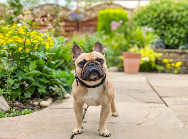 Francia bulldog kutya a kertben terasz nyári kert — Stock Fotó