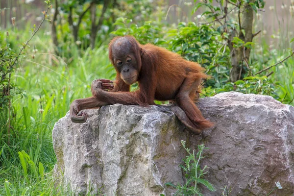 Bebé orangután — Foto de Stock