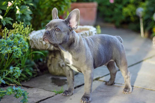 Perro bulldog francés cachorro de pie a la atención en patio de jardín —  Fotos de Stock