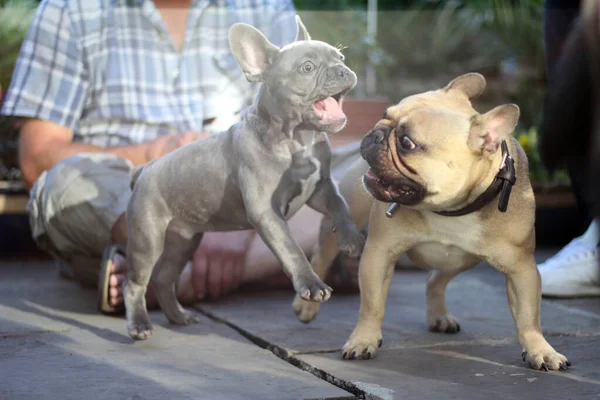 Cane bulldog francese cucciolo giocare insieme giardino — Foto Stock