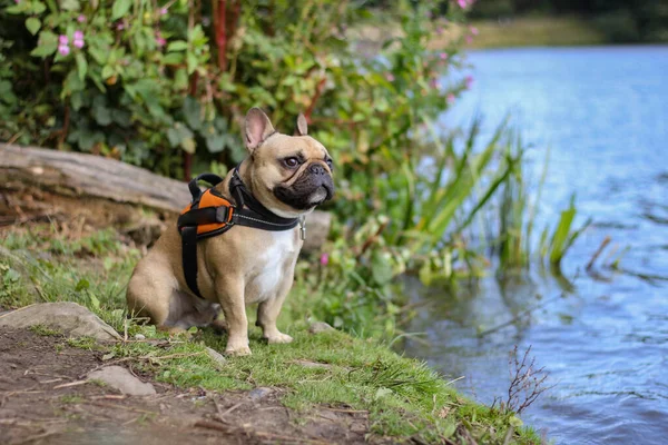 Fransk bulldog i tänkande på sidan av sjön — Stockfoto