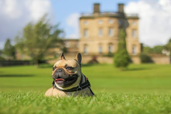 Boldog francia bulldog kutya feküdt a fűben kívül régi kastély — Stock Fotó