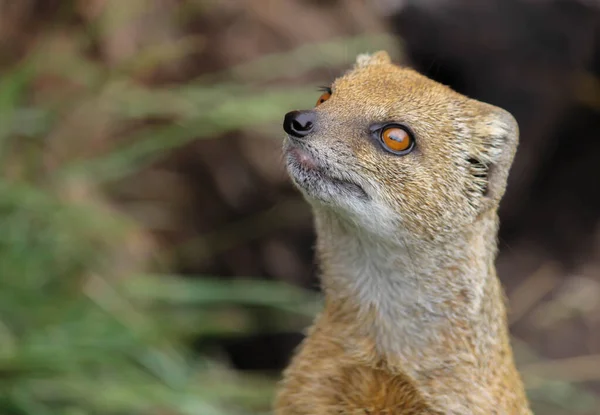 Close up of mongoose face — стоковое фото