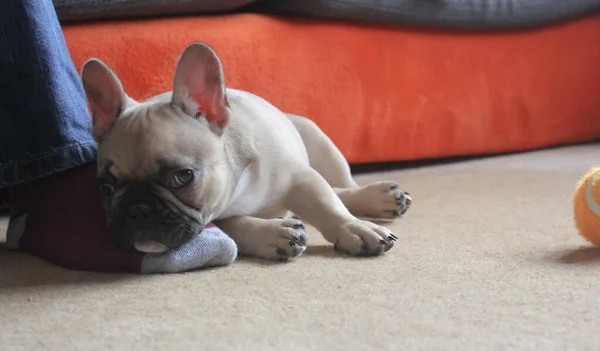 Carino francese bulldog cucciolo posa sul piede proprietari sul tappeto lounge — Foto Stock