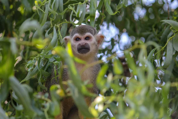 Bonito e adorável bebê fofo de desenho animado macaco-aranha de