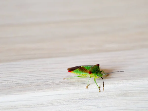 Bug Escudo Bétula Fedor Bug Fundo Madeira — Fotografia de Stock