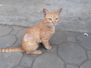 Safkan Kedi Oturuyor ve Çok Uzakta 6bir şey izliyor