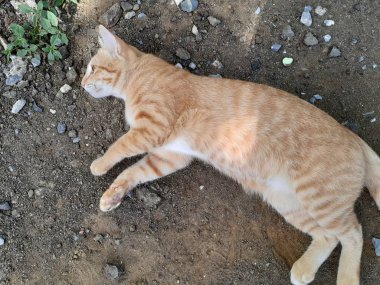 Safkan Evcil Kedi Yerde Rahatlıyor