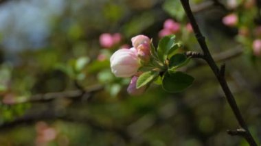 Bahar çiçek çiçek arka plan bulanık bir şube yakın çekim. Güzel bahar, güneşli bir gün.
