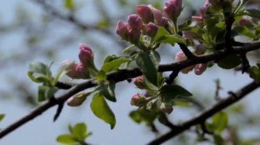 Bahar çiçek çiçek arka plan bulanık bir şube yakın çekim. Güzel bahar, güneşli bir gün.