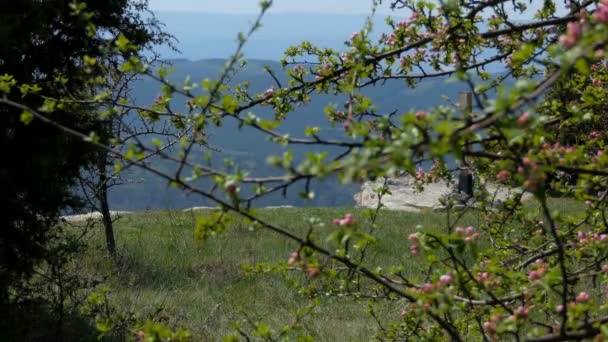 Цветущие Ветви Деревьев Весенний Солнечный День Красивая Природа Крыма Горах — стоковое видео