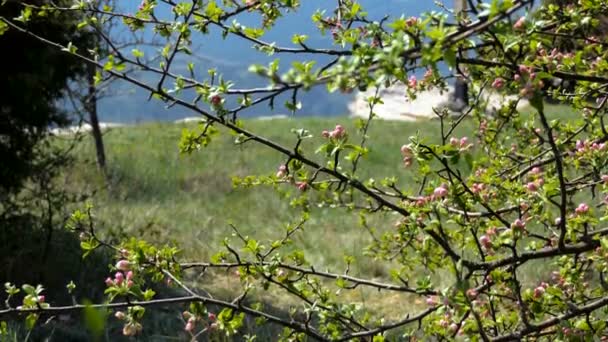 Blommande Grenar Träd Våren Solig Dag Vackra Naturen Krim Bergen — Stockvideo