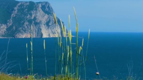 Paisagem Verão Com Elementos Grama Flores Fundo Embaçado Grama Verde — Vídeo de Stock