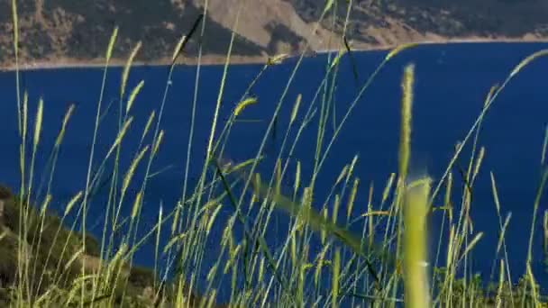 Paysage Estival Avec Des Éléments Herbe Fleurs Sur Fond Flou — Video