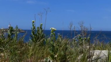 Yaz peyzaj çim ve çiçek, bulanık bir arka plan üzerinde unsurları ile. Yeşil otlar, deniz meltemi, bulutlar dağlar açık güneşli bir yere. Yeşil çim yakın çekim.