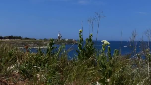 Paisaje Verano Con Elementos Hierba Flores Sobre Fondo Borroso Hierba — Vídeo de stock