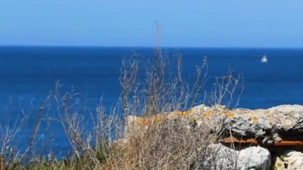 Deniz Manzara Arka Plan Focus Planda Çim Rock Geri Mavi — Stok video