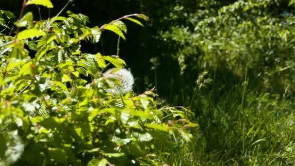 Spring Nature Green Bushes Grass Flowering Dandelions Focus Shifts One — Stock Video