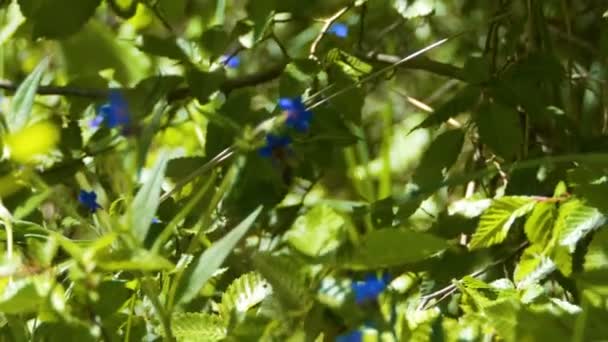 Bee Flies One Flower Another Focus Shifts One Object Another — Stock Video