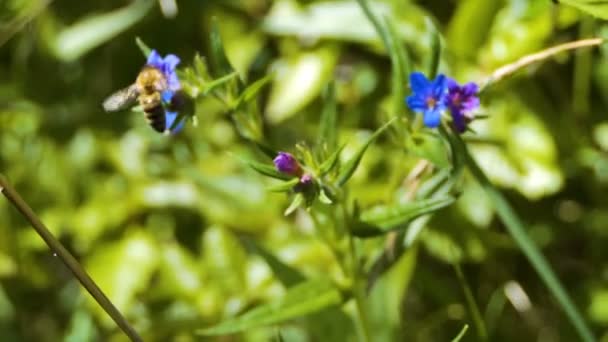 Včela Létá Jednoho Květu Druhého Zaměření Přesouvá Jednoho Objektu Druhého — Stock video