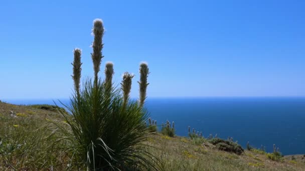 Fleur Montagne Blanche Sur Fond Paysage Marin Été Fleur Premier — Video