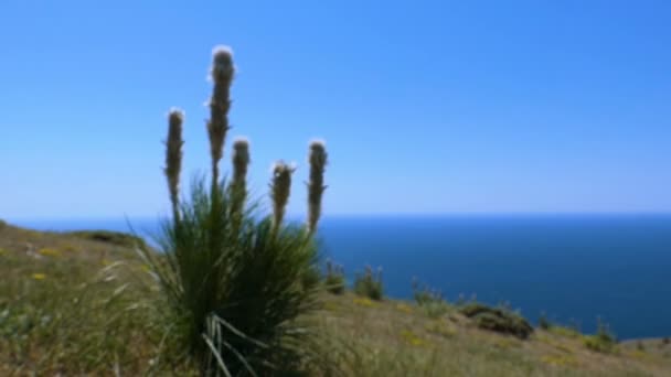 Dağ Çiçeği Beyaz Yaz Deniz Manzara Arka Plan Plan Arka — Stok video