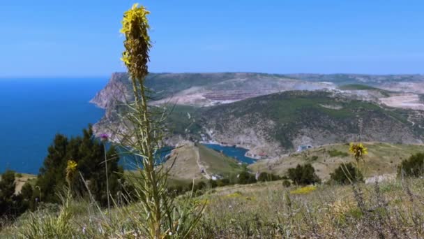 Berg Bloem Amber Achtergrond Van Zomer Zee Landschap Bloem Voorgrond — Stockvideo