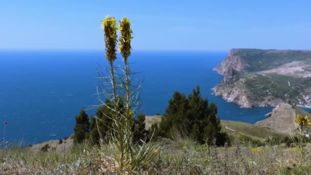 Mountain Flower Bärnsten Bakgrund Sommaren Havet Landskapet Blomman Förgrunden Den — Stockvideo