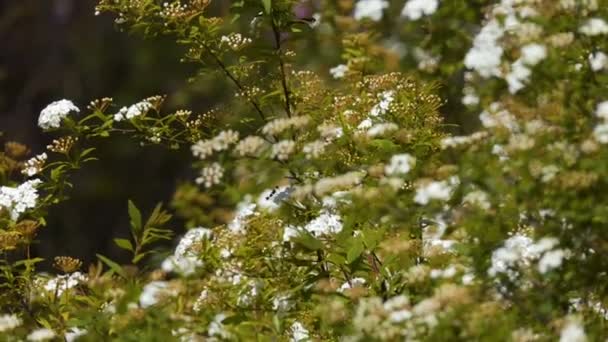 Kvetoucí Jaře Bush Krásné Pozadí Jarní Bush Květiny Zaměření Postupně — Stock video