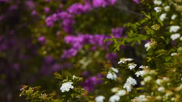開花春ブッシュ ブッシュの春の花の美しい背景 フォーカスは 別に一つの花から徐々 にシフトします 背景をぼかした写真は 美しいボケ味を作成します — ストック動画