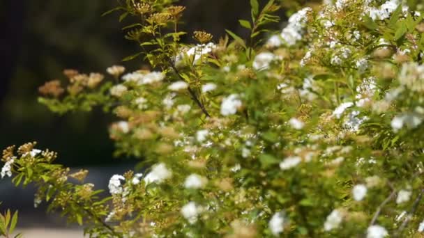 Kvetoucí Jaře Bush Krásné Pozadí Jarní Bush Květiny Zaměření Postupně — Stock video
