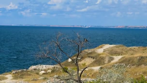 Corvo Siede Albero Sullo Sfondo Del Mare Corvo Albero Senza — Video Stock