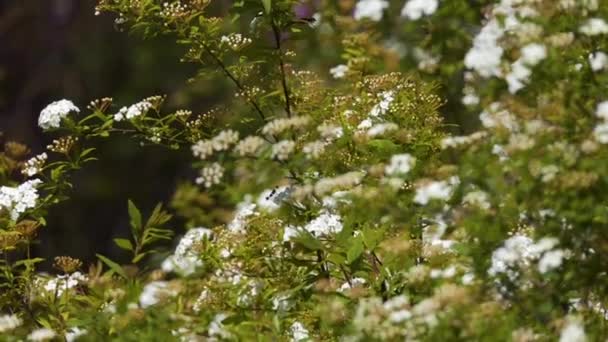 Kvetoucí třešňový keř s bílými květy se houpe ve větru na slunném — Stock video