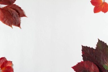 Çerçevenin kenarına beyaz bir zemin üzerinde sonbahar yaprakları ve bitkiler. Pankart ve mevsimlik satış şablonu. Düz konum, üst görünüm, kopyalama alanı. Sonbahar, sonbahar konsepti. 