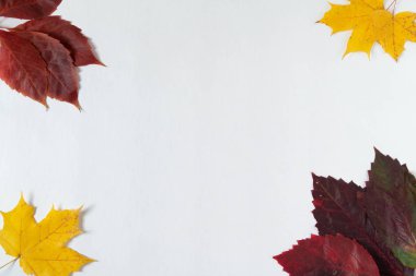 Çerçevenin kenarına beyaz bir zemin üzerinde sonbahar yaprakları ve bitkiler. Pankart ve mevsimlik satış şablonu. Düz konum, üst görünüm, kopyalama alanı. Sonbahar, sonbahar konsepti. 