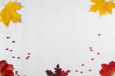 Çerçevenin kenarına beyaz bir zemin üzerinde sonbahar yaprakları ve bitkiler. Pankart ve mevsimlik satış şablonu. Düz konum, üst görünüm, kopyalama alanı. Sonbahar, sonbahar konsepti. 